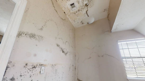 Best Forensic Mold Investigation  in , NV