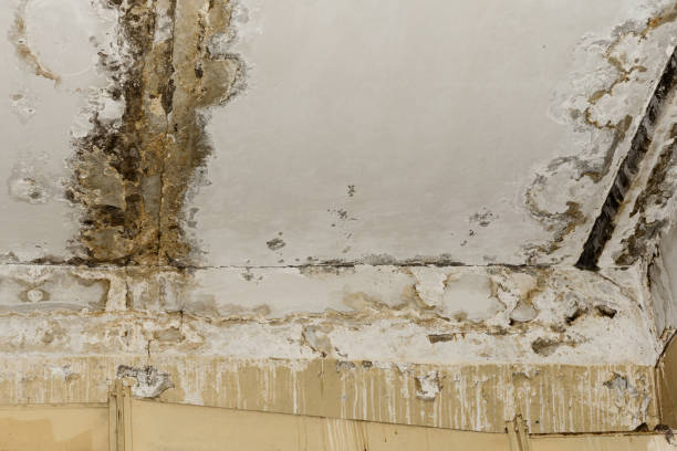 Best HVAC Mold Inspection and Cleaning  in , NV