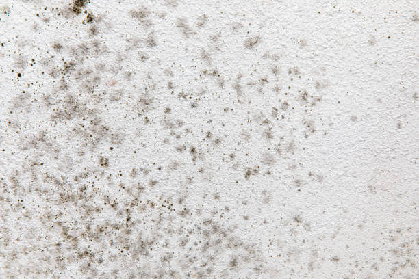 Best Asbestos and Lead Testing During Mold Inspection  in , NV