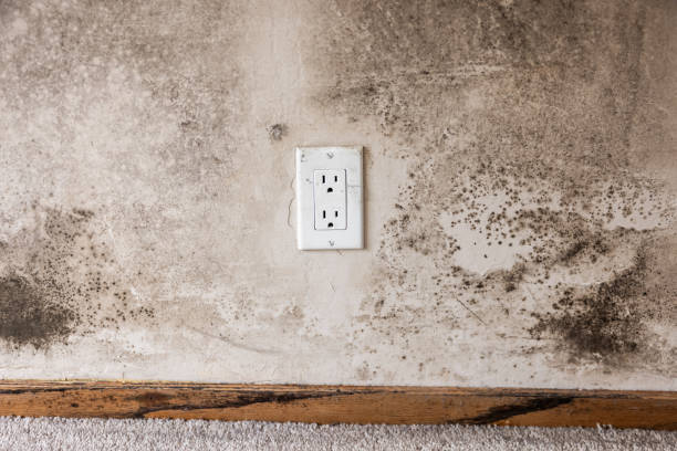 Best Mold Remediation for Healthcare Facilities  in , NV