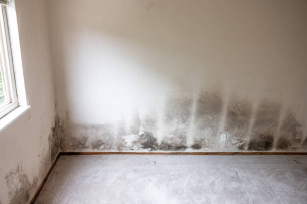 Best Post-Construction Mold Inspection  in , NV