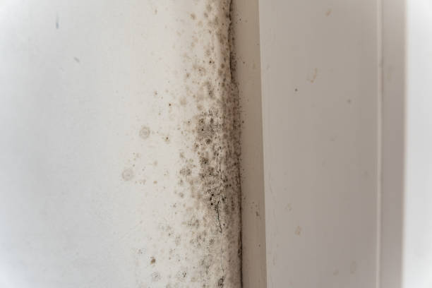 Best Industrial Mold Remediation  in , NV