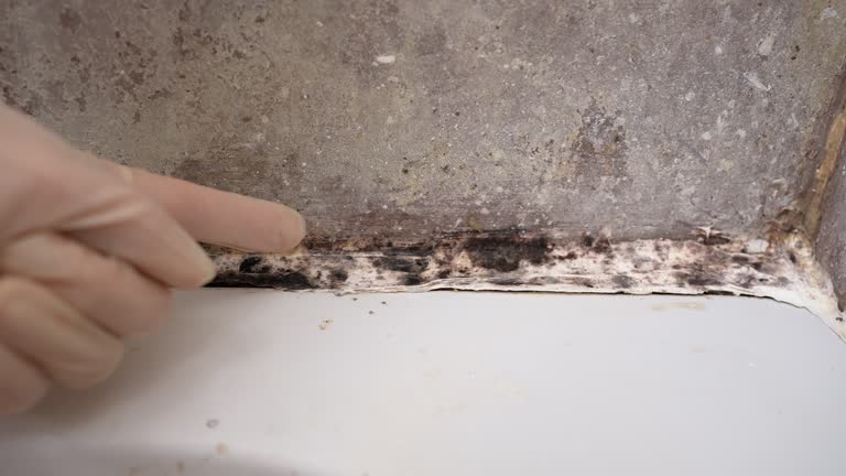 Best Dehumidification Services  in , NV