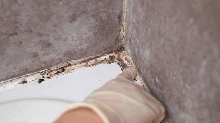 Best Airborne Mold Testing  in , NV